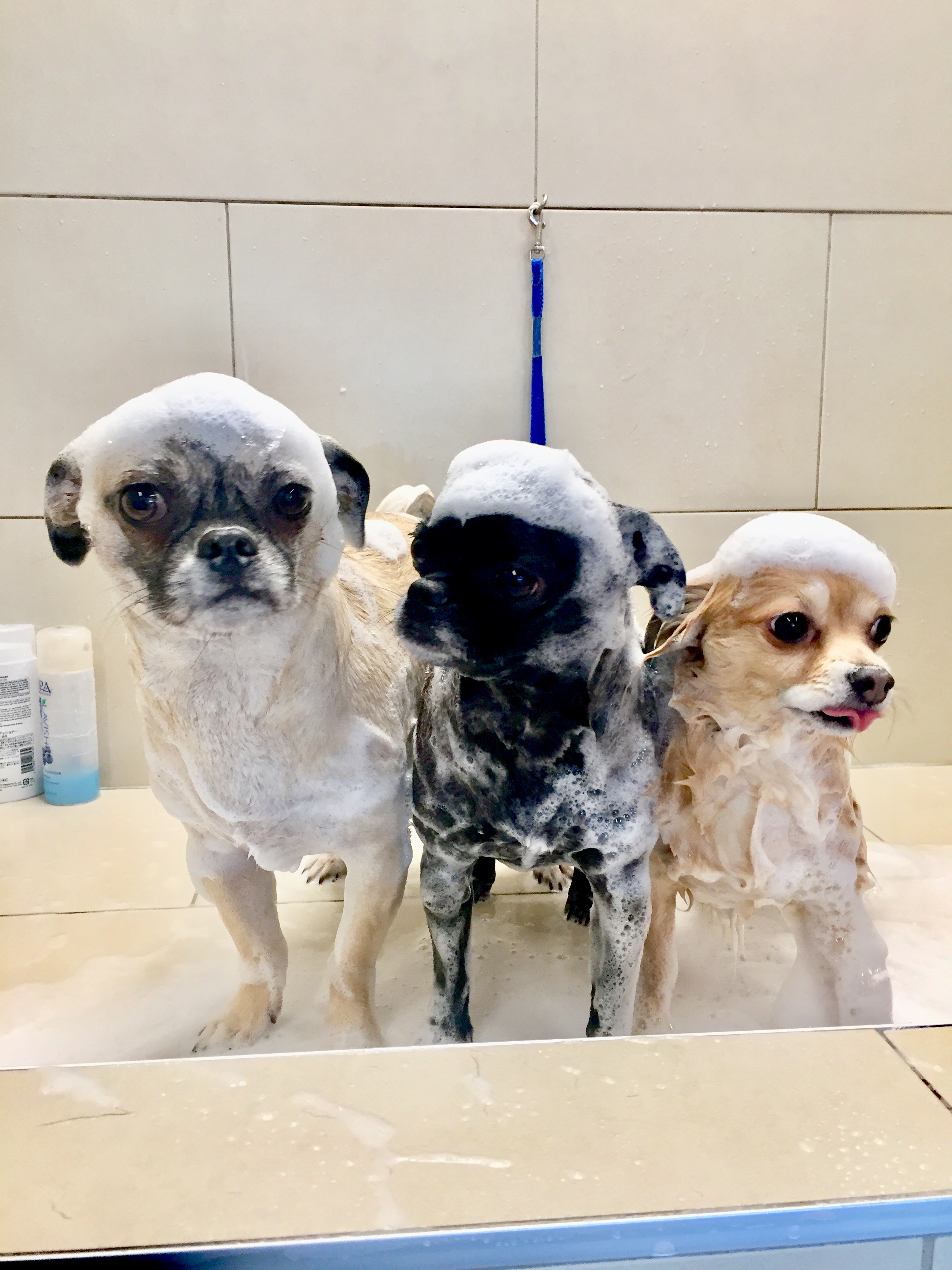 Coco Pet Spa Temel Bakım Hizmetleri